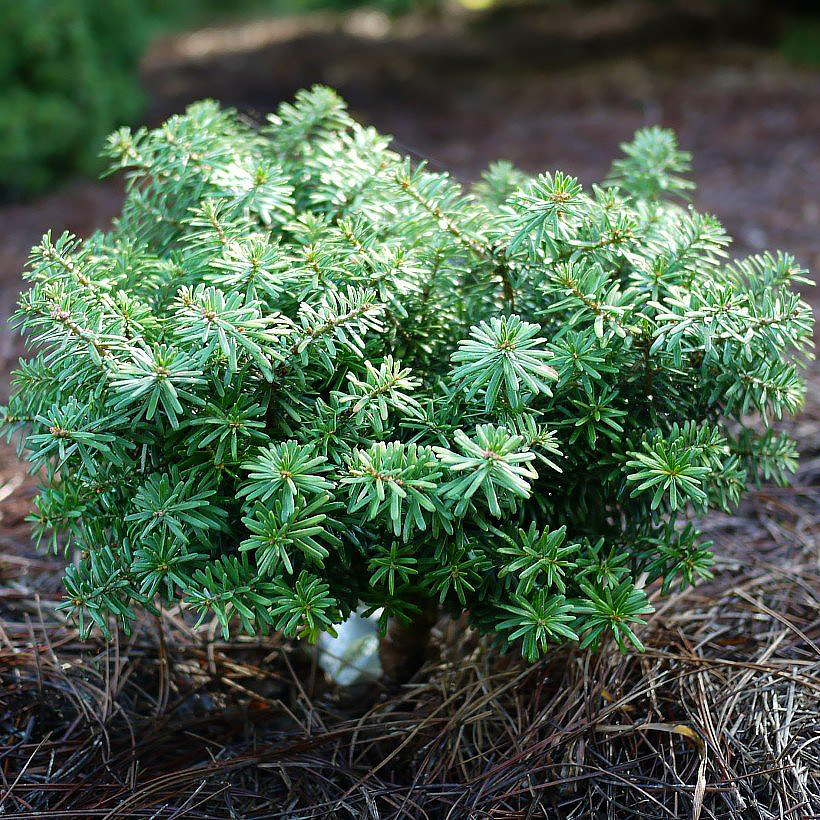 Abies - Sapins