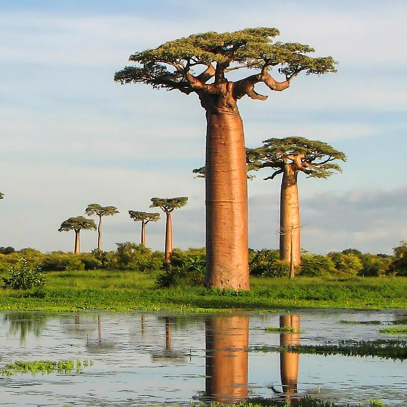 Adansonia - Baobabs