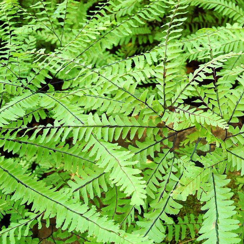 Adiantum - Capillaires