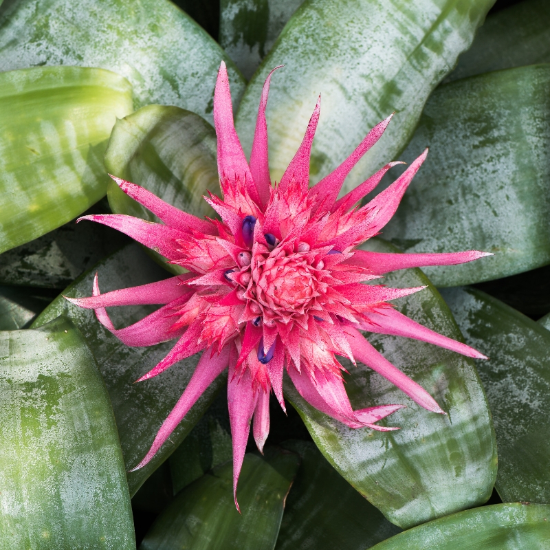 Aechmea - Vase d'argent