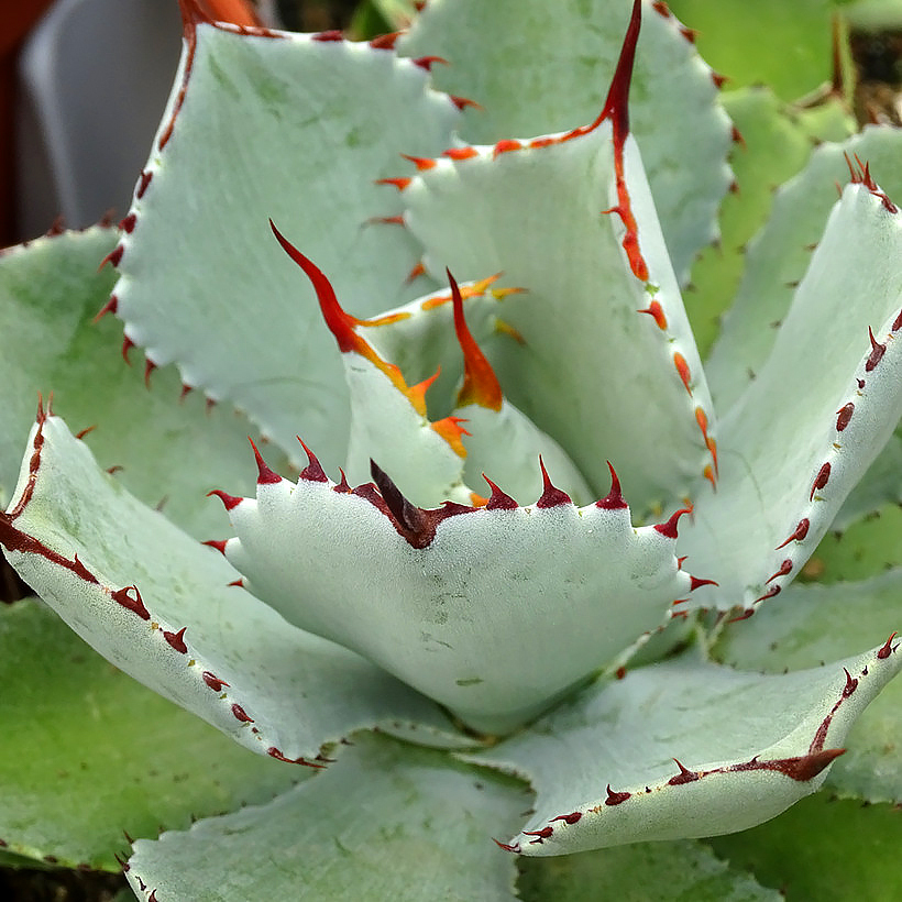 Agaves