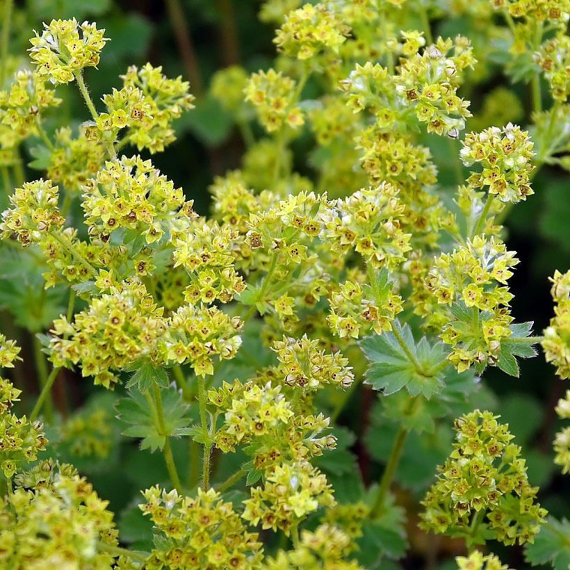 Alchemilla - Alchémilles