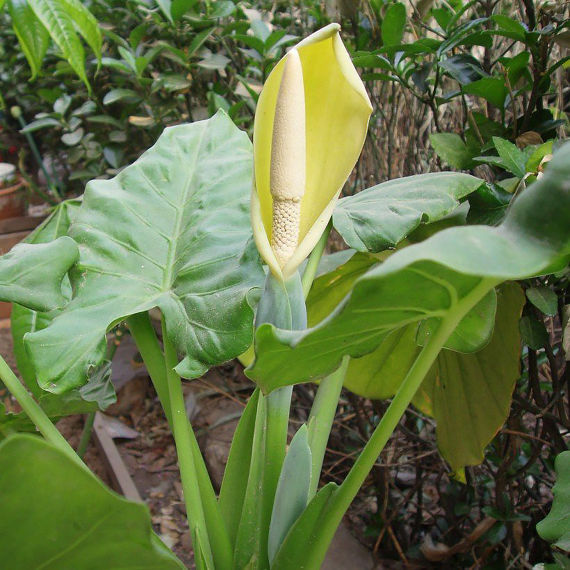 Alocasia - Oreilles d'éléphant