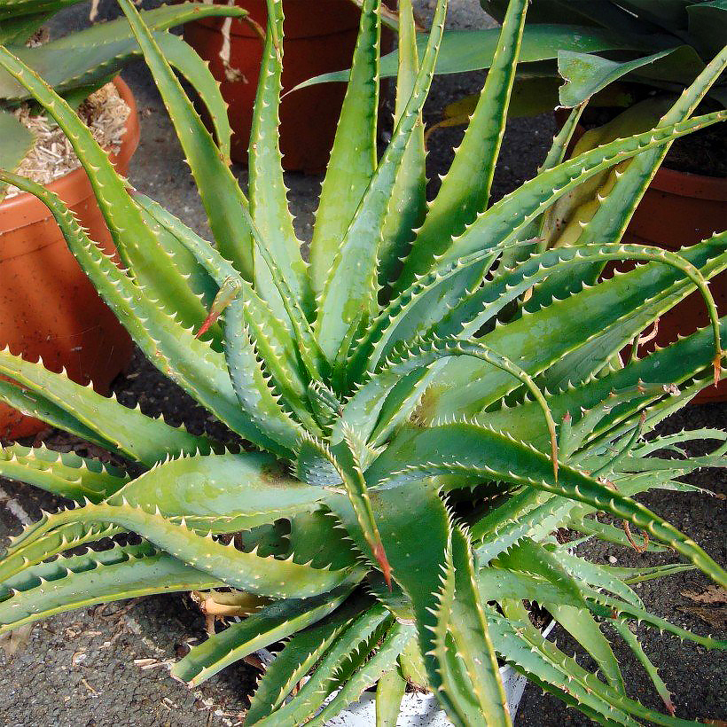 Aloe - Aloès