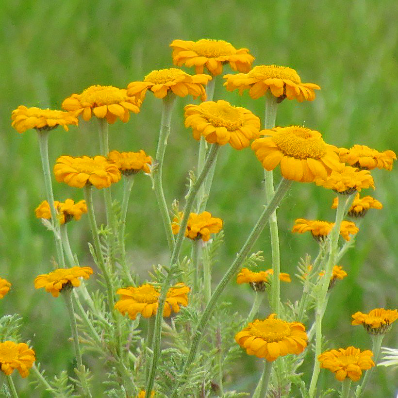 Anthemis - Camomilles