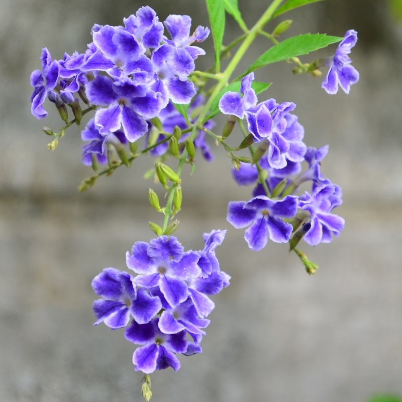 Arbustes exotiques à fleurs bleues