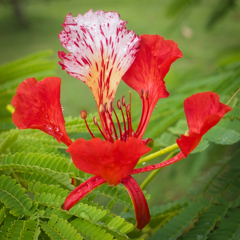 Arbustes exotiques à fleurs rouges