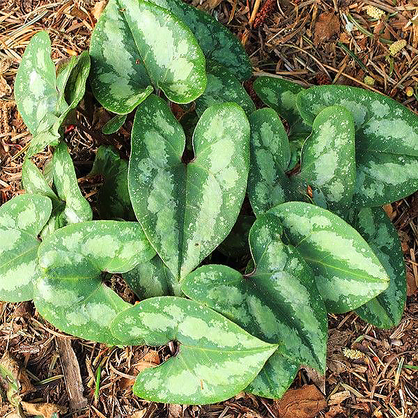 Asarum - Asarets