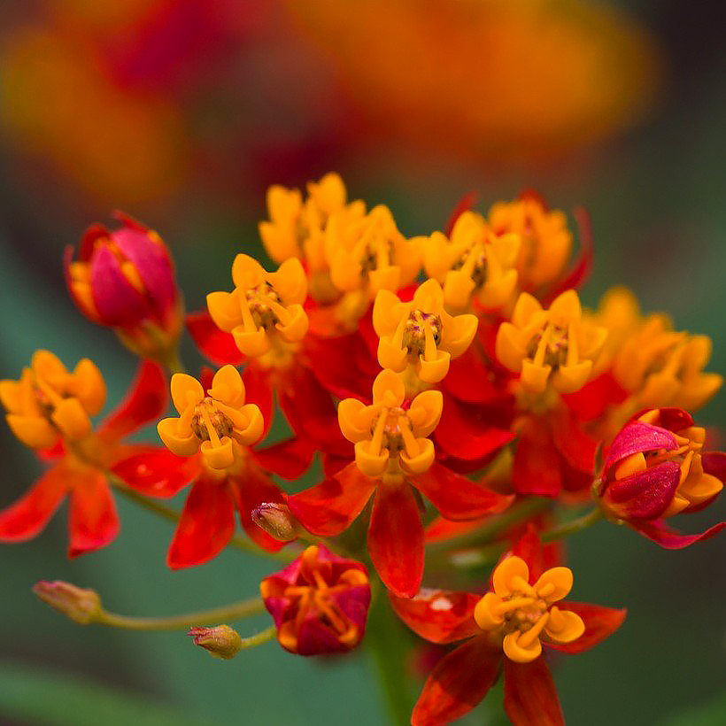 Asclepias -Asclépiades