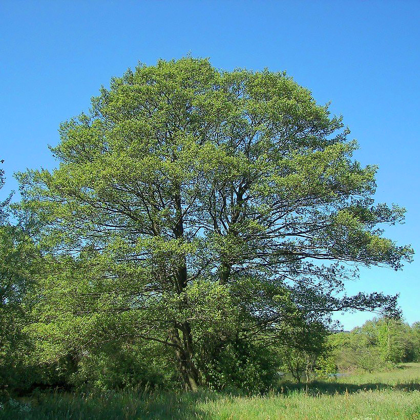 Alnus - Aulnes