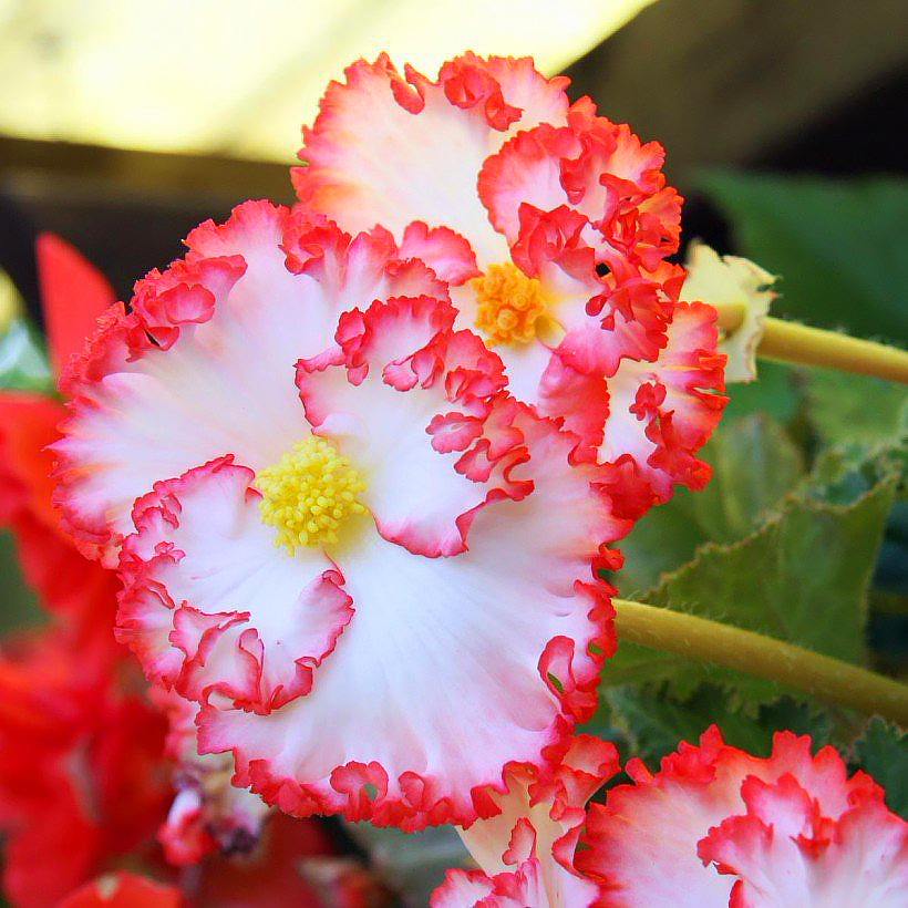 Begonia - Bégonias