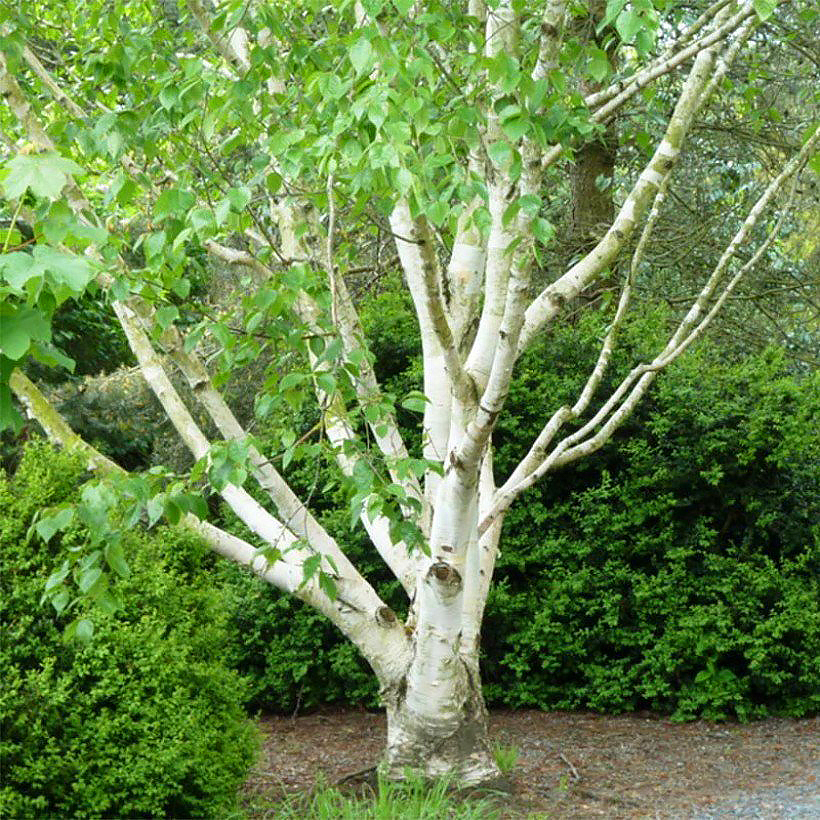 Betula - Bouleaux