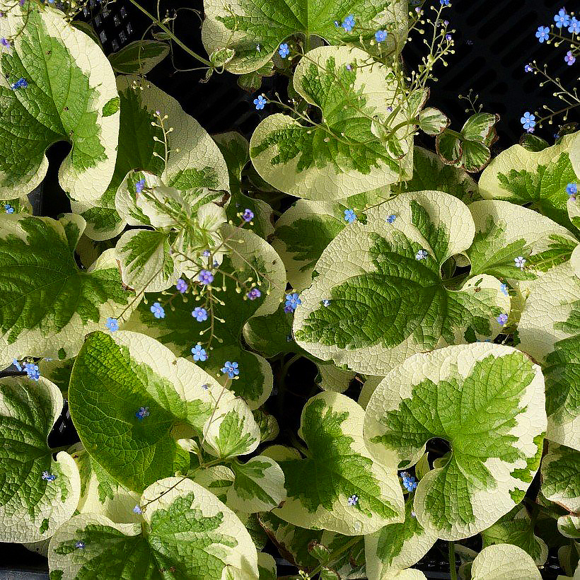 Brunnera - Myosotis du Caucase