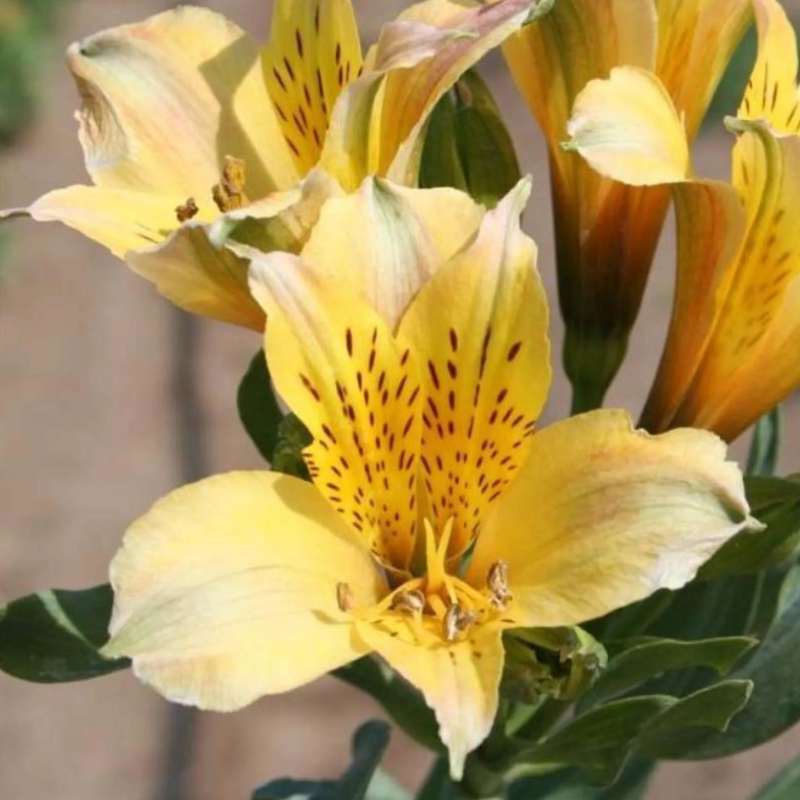 Bulbes d'été à fleurs jaunes
