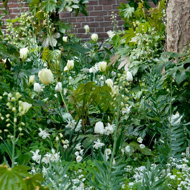 Bulbes à fleurs blanches 