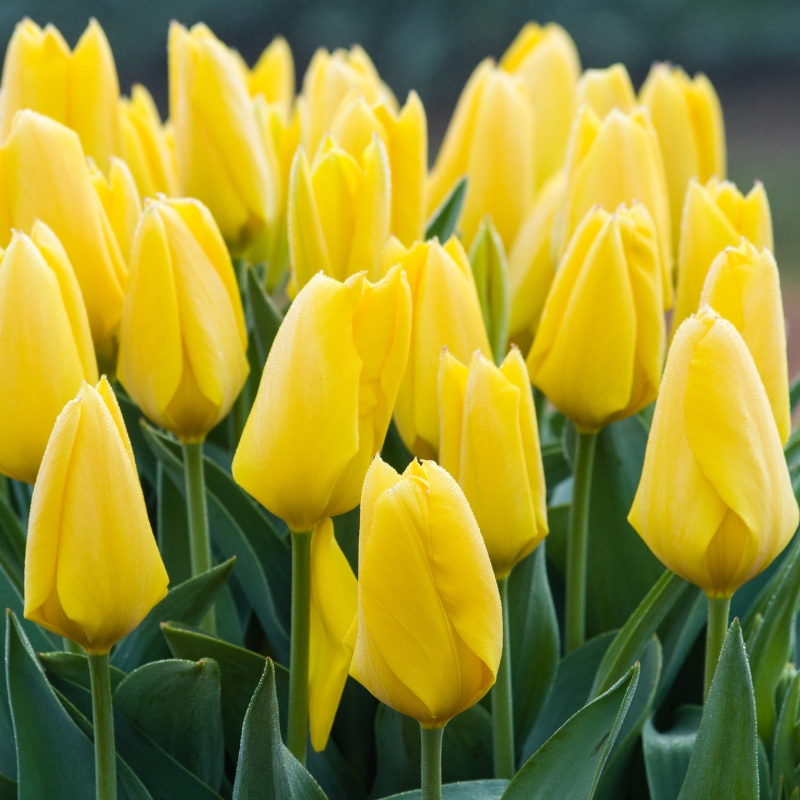 Bulbes à fleurs jaunes