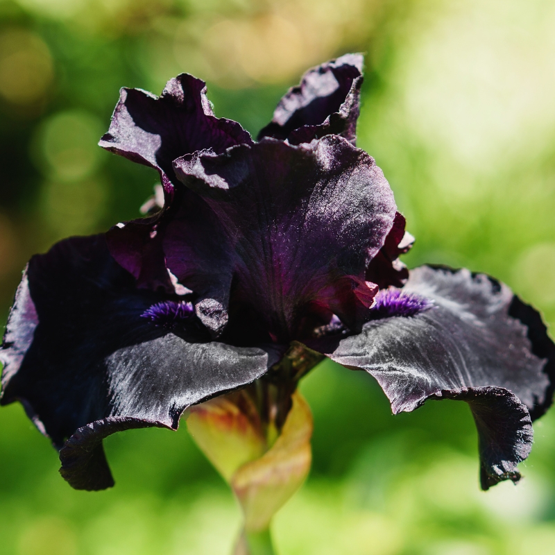 Bulbes à fleurs noires