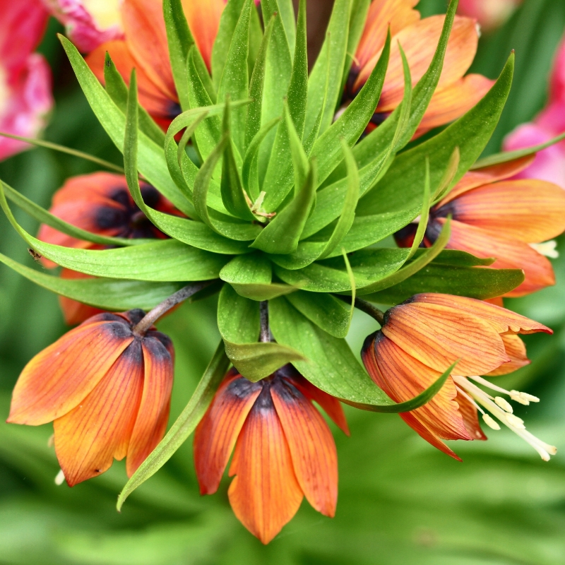 Bulbes à fleurs orange