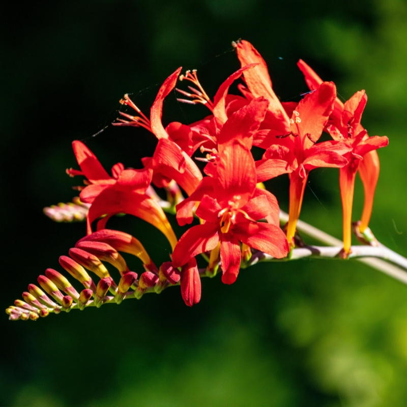 Bulbes à fleurs rouges