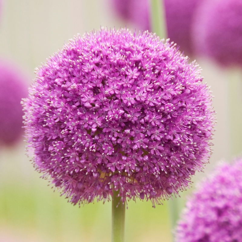Bulbes à fleurs violettes, mauves, pourpres