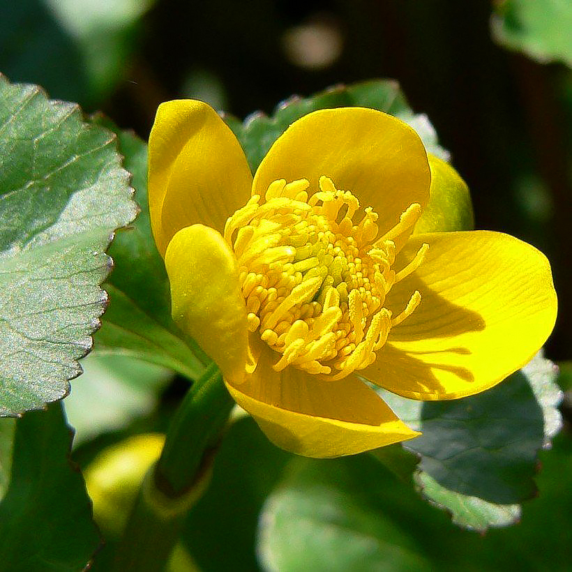 Caltha - Populages des marais