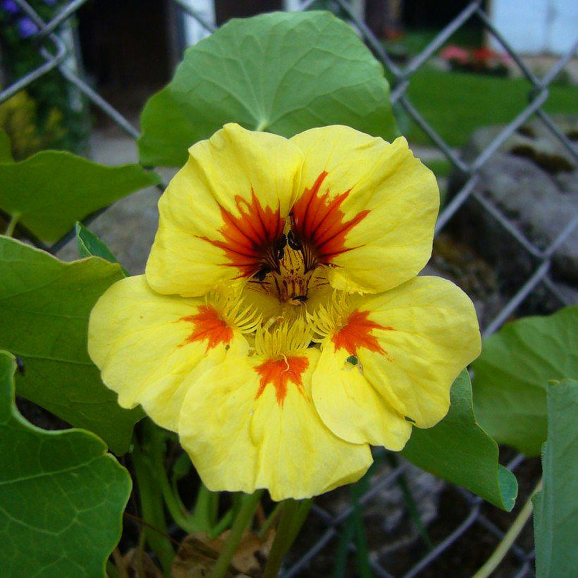 Tropaeolum - Capucines
