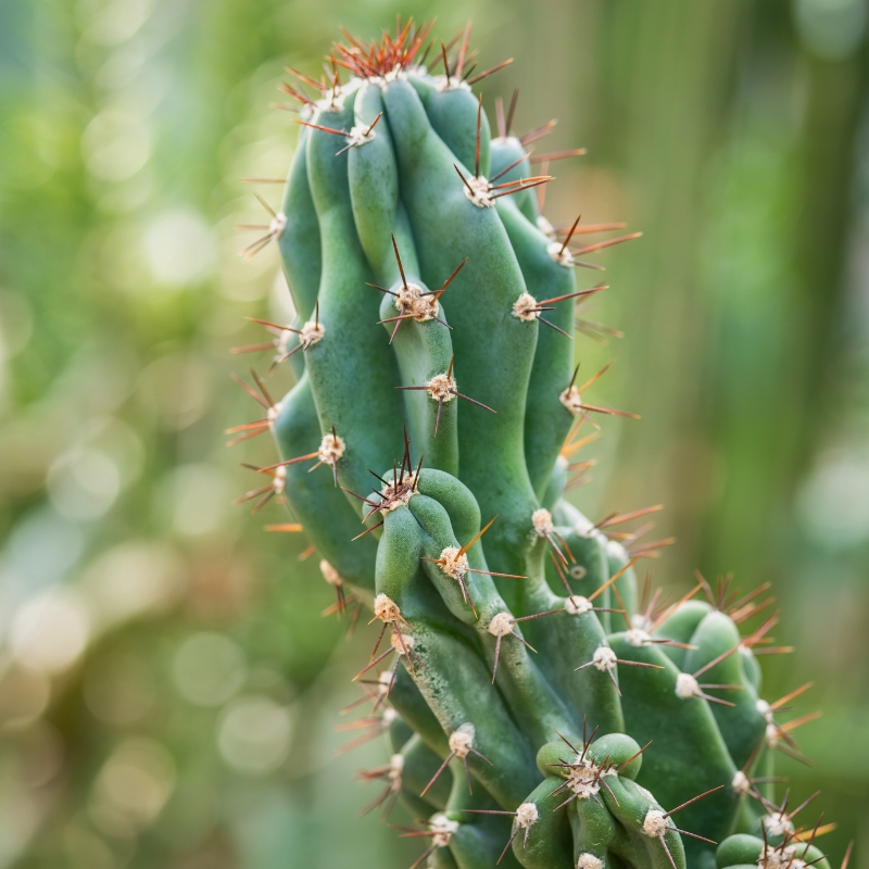 Cereus