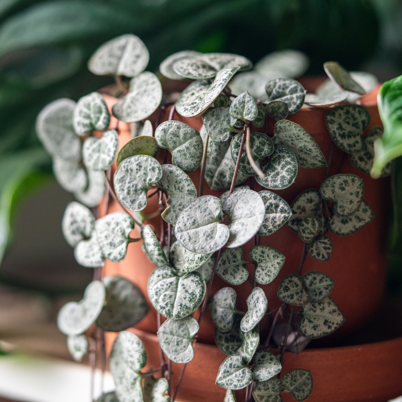 Ceropegia