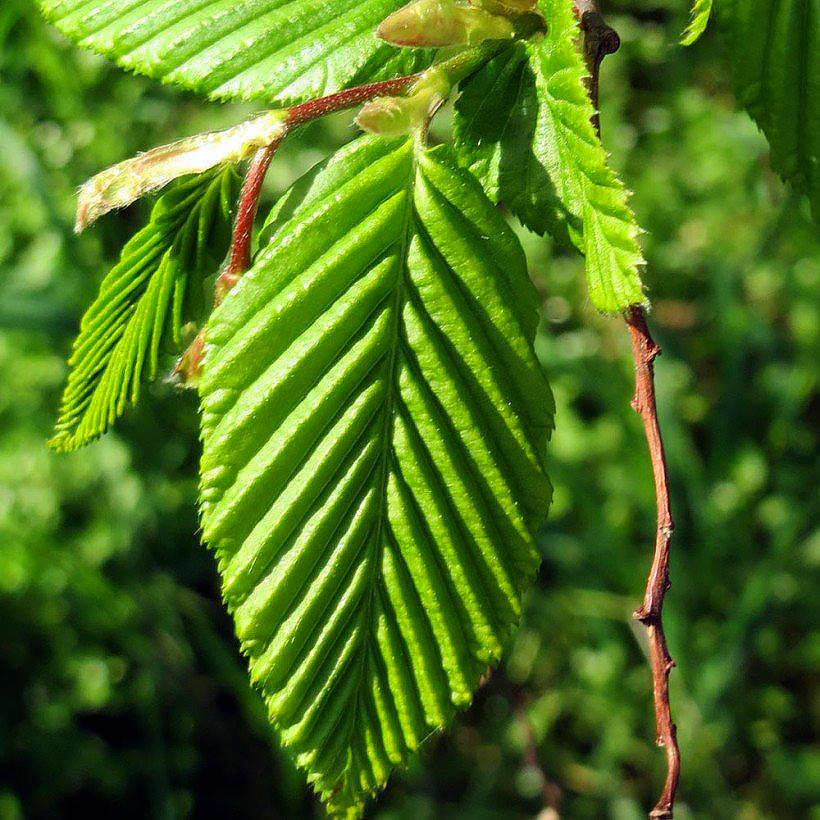 Carpinus - Charmes