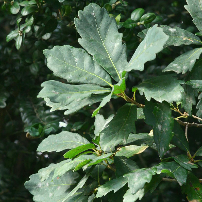 Quercus - Chênes