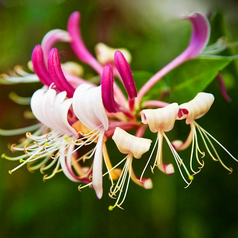 Lonicera - Chèvrefeuilles