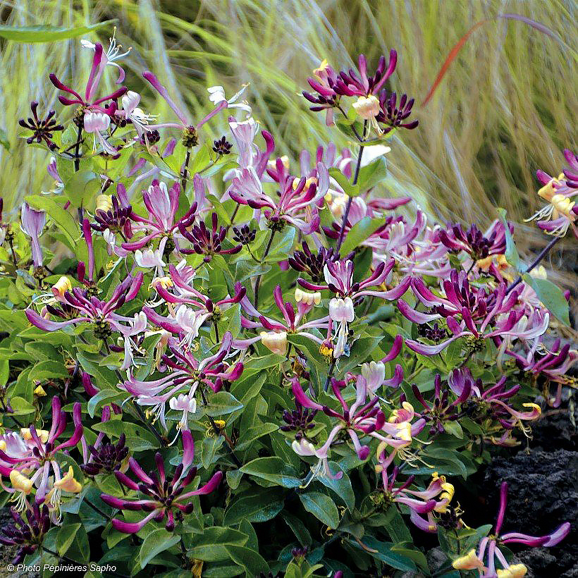 Chèvrefeuilles arbustifs - Lonicera
