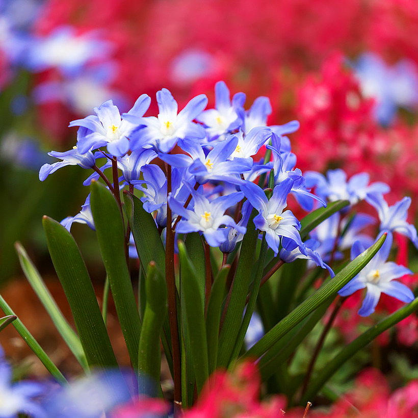 Chionodoxa - Gloire des neiges