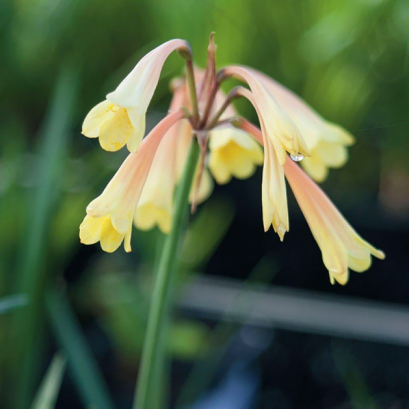 Cyrtanthus - Amaryllis pourpre