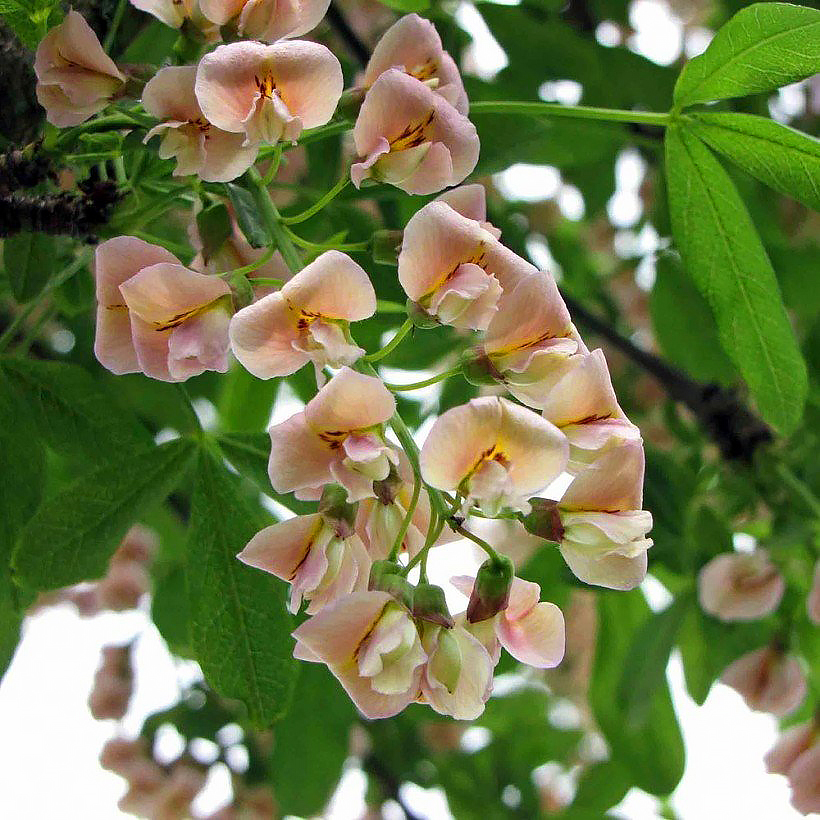 Cytises - Laburnum