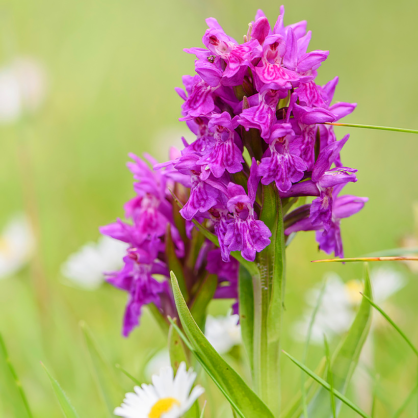 Dactylorhiza - Orchis