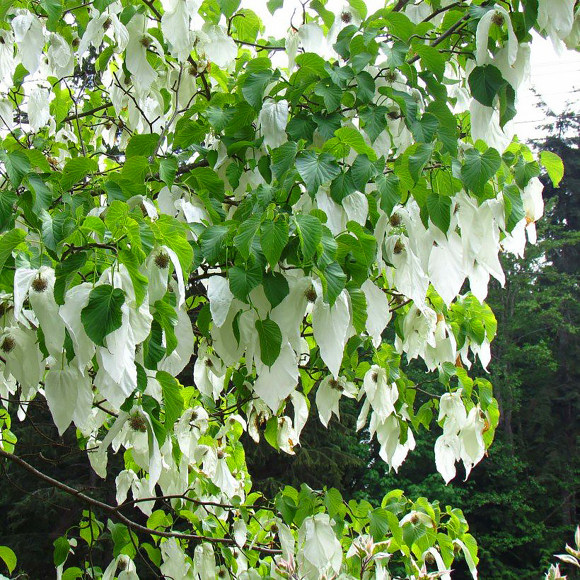 Davidia - Arbres aux mouchoirs
