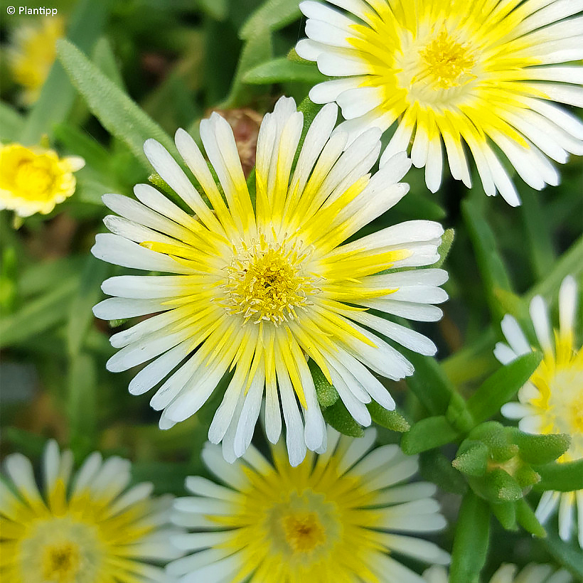 Delosperma - Pourpiers vivaces