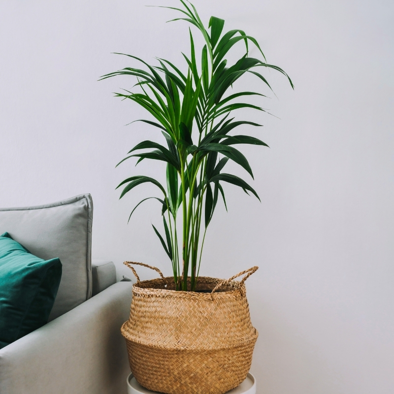 Dypsis - Palmier