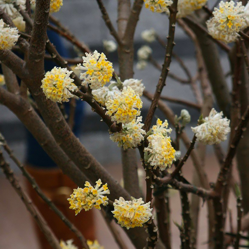 Edgeworthia - Buissons à papier