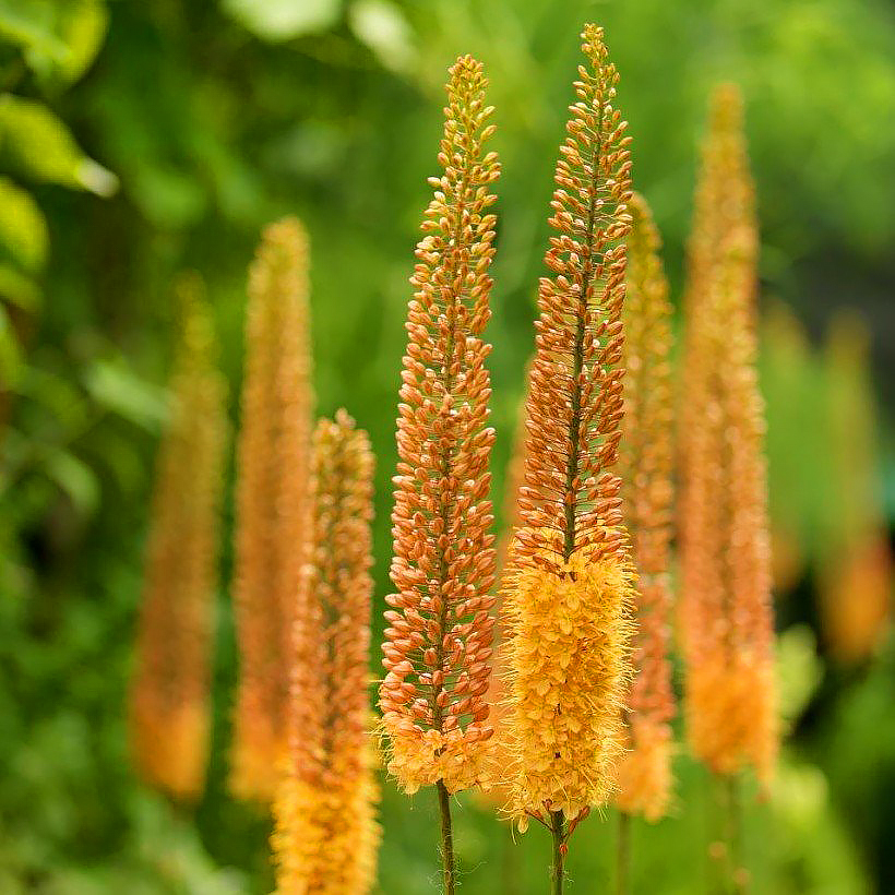 Eremurus - Lis des steppes