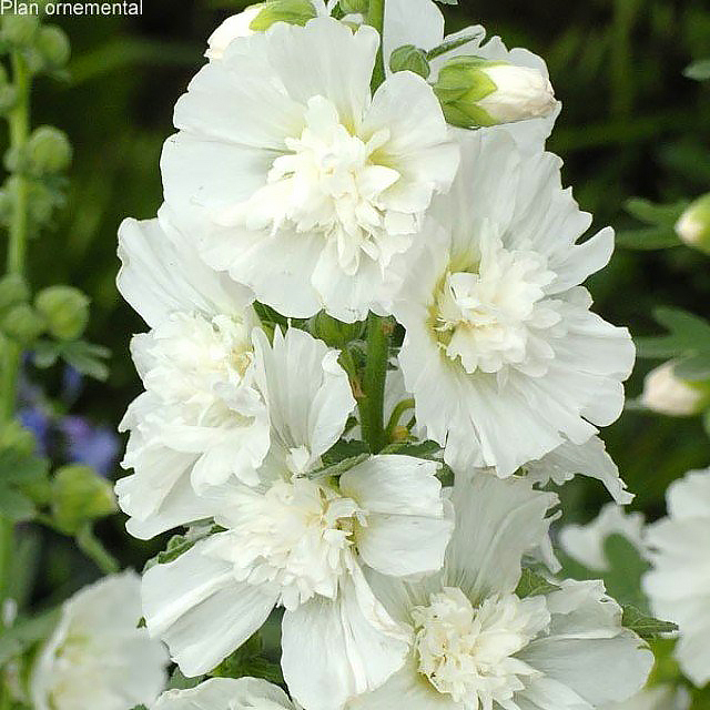 Alcea rosea - Roses trémières