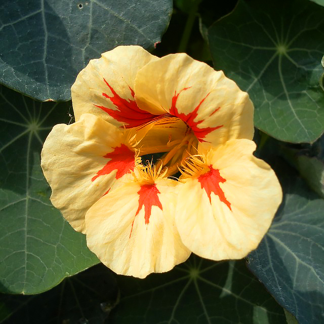 Tropaeolum - Capucines annuelles
