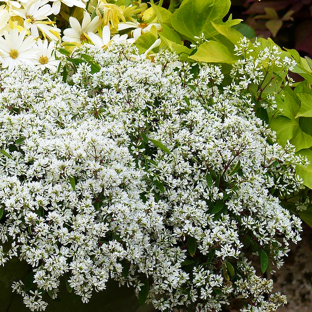 Euphorbes annuelles