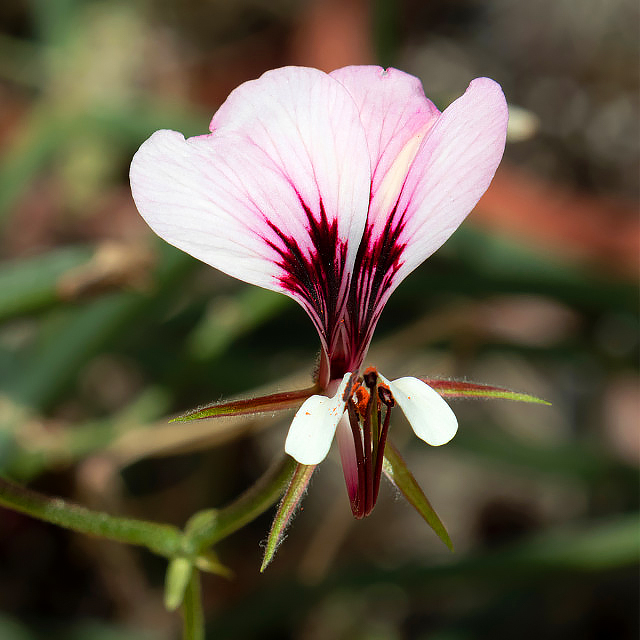 Géraniums - Pelargonium