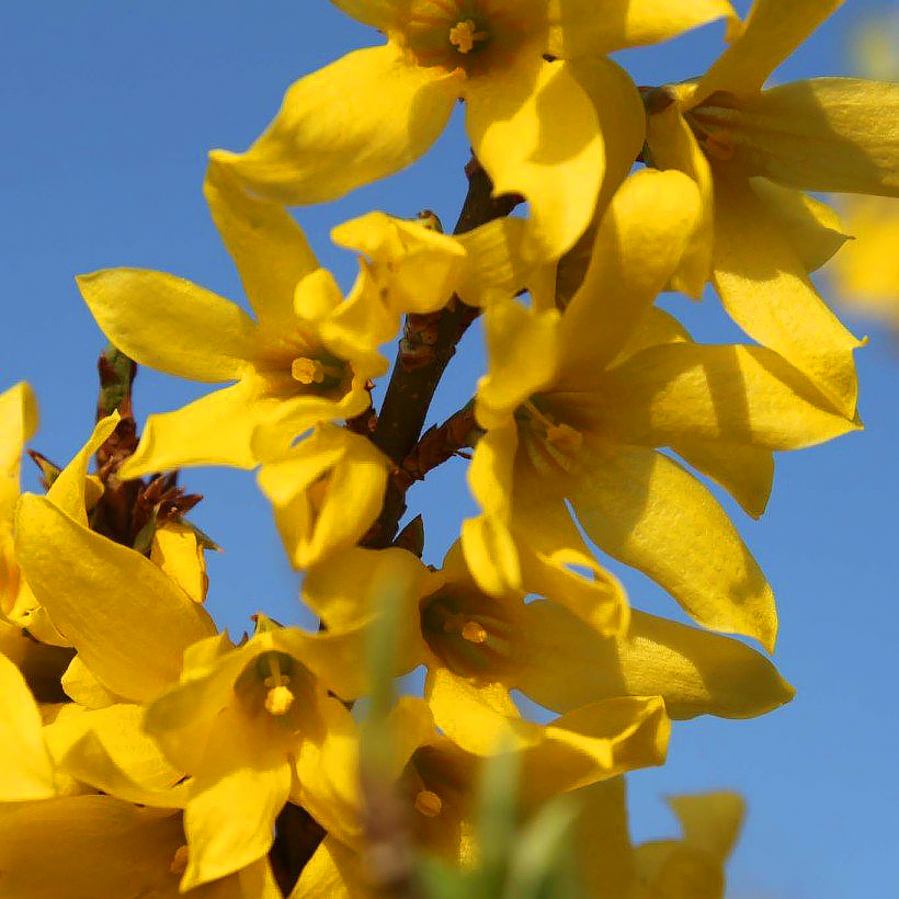 Forsythia - Mimosas de Paris