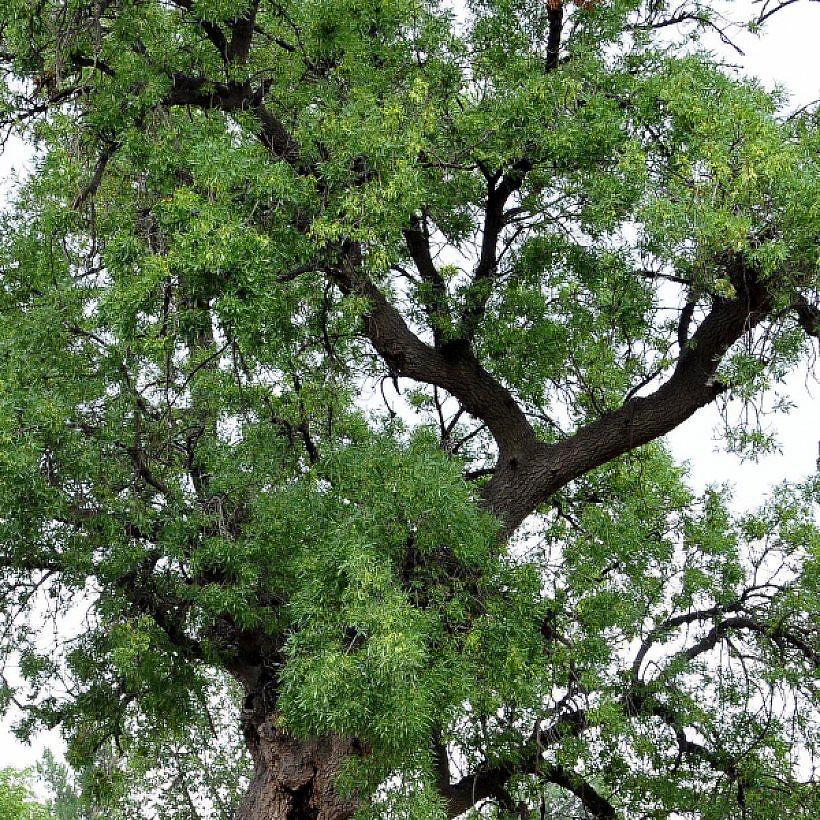 Fraxinus - Frênes