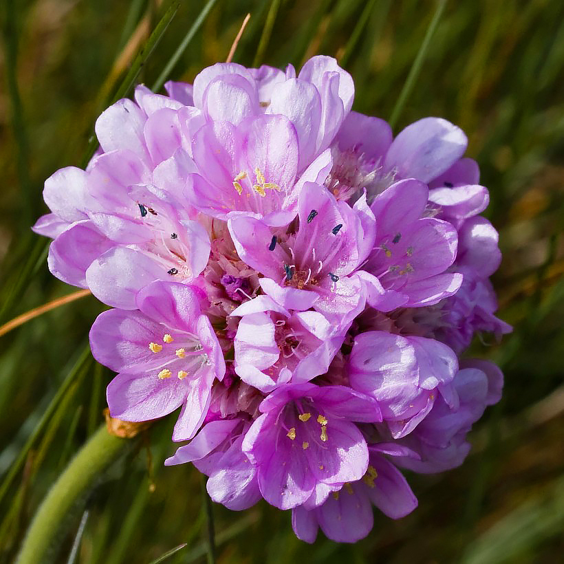 Armeria - Gazons d'Espagne