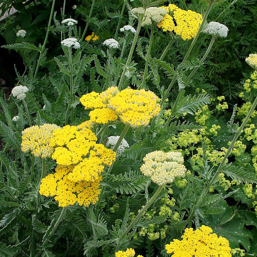 Graines d'Achillées