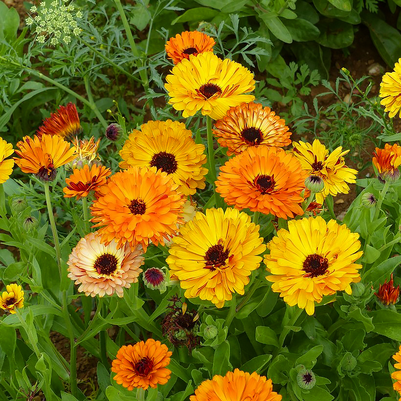 Graines de Soucis - Calendula